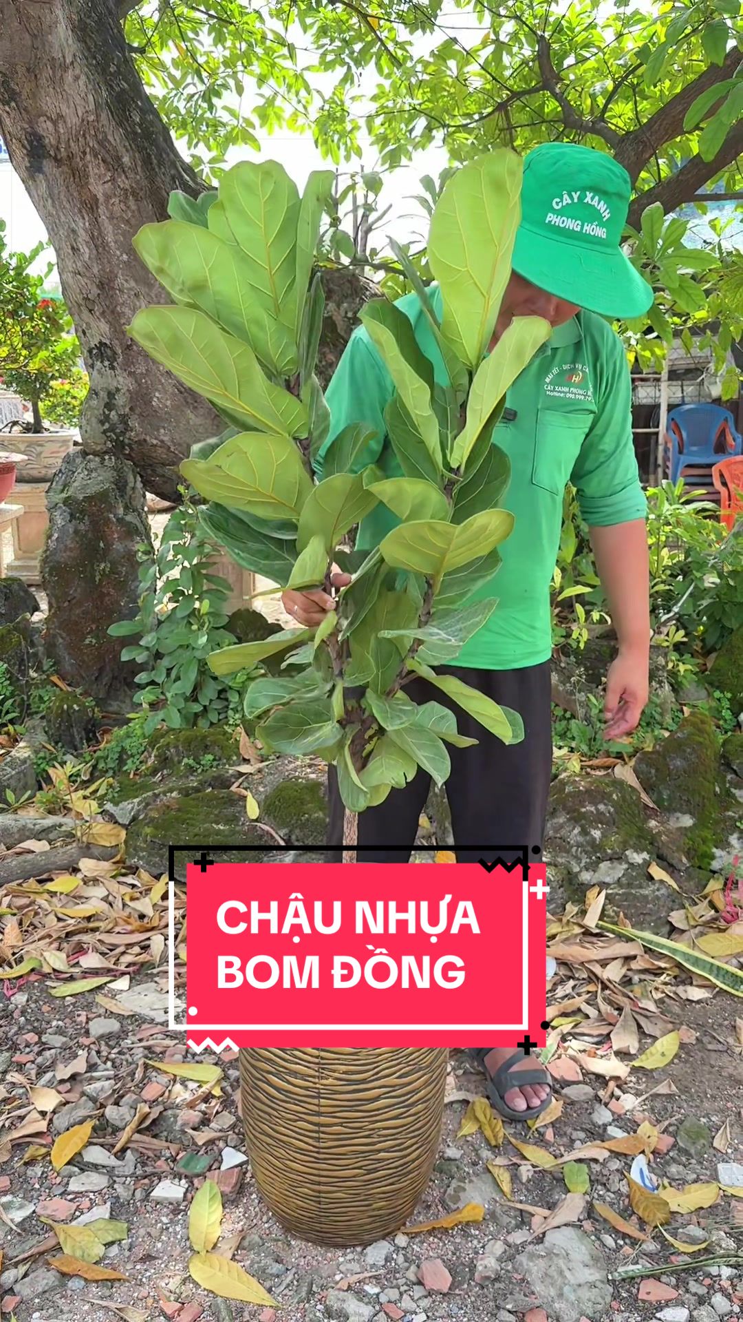 @Cây Xanh Phong Hồng