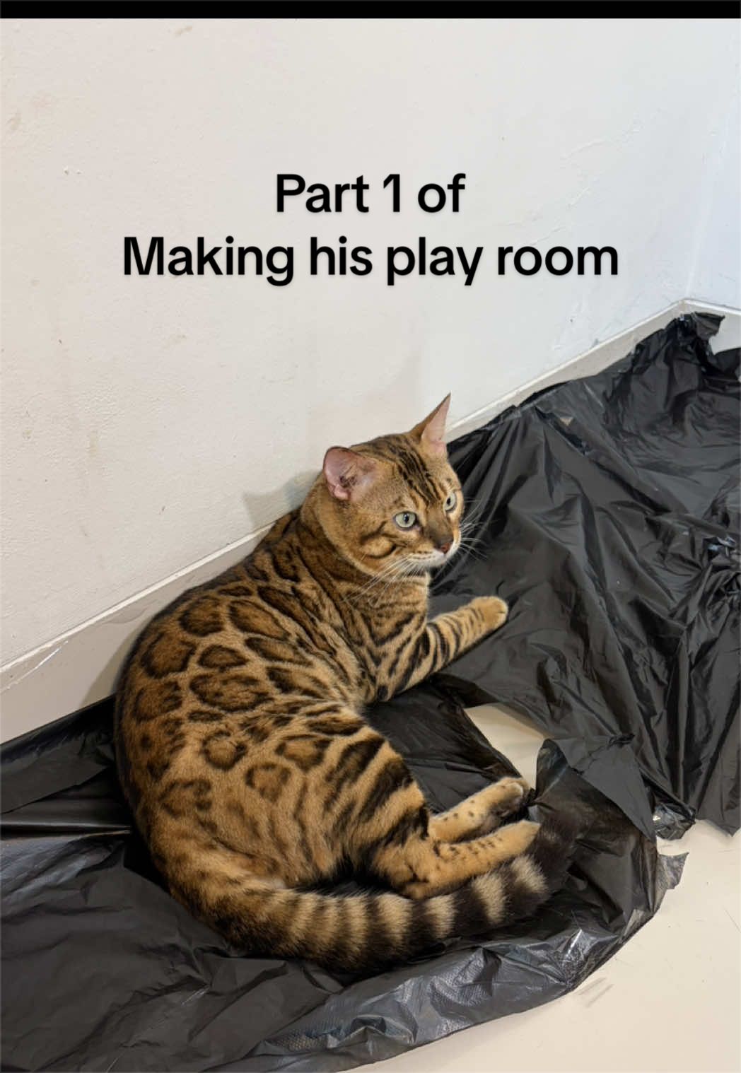 @PreppyRoseCattery