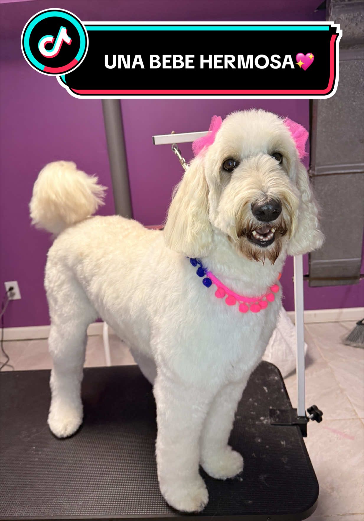 @wonderpetsgrooming