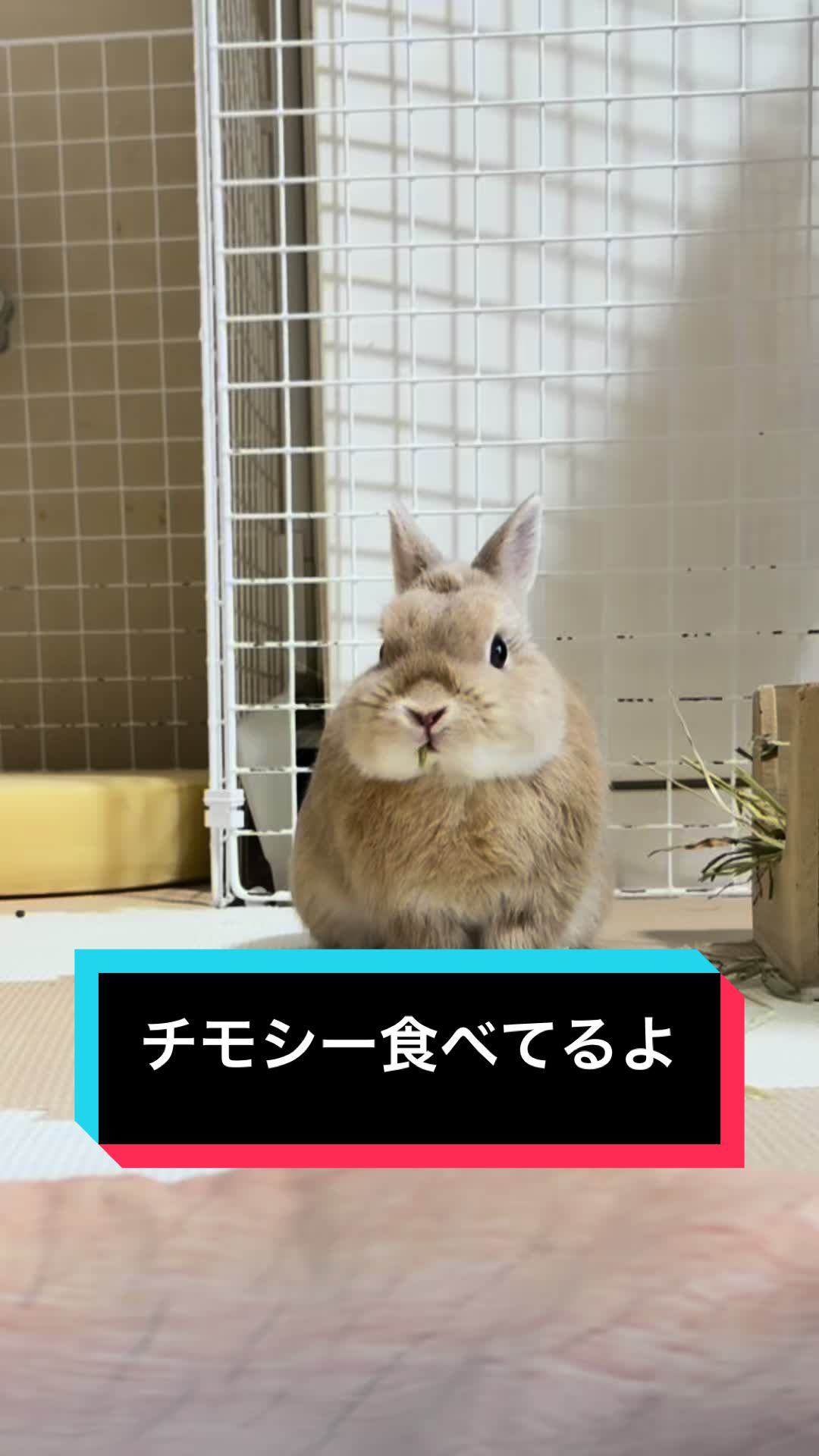 @うさぎのもちまる