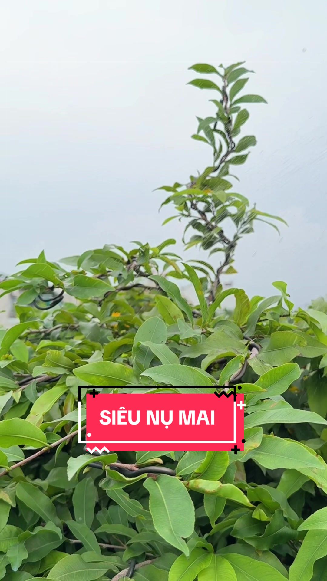 @Cây Xanh Phong Hồng