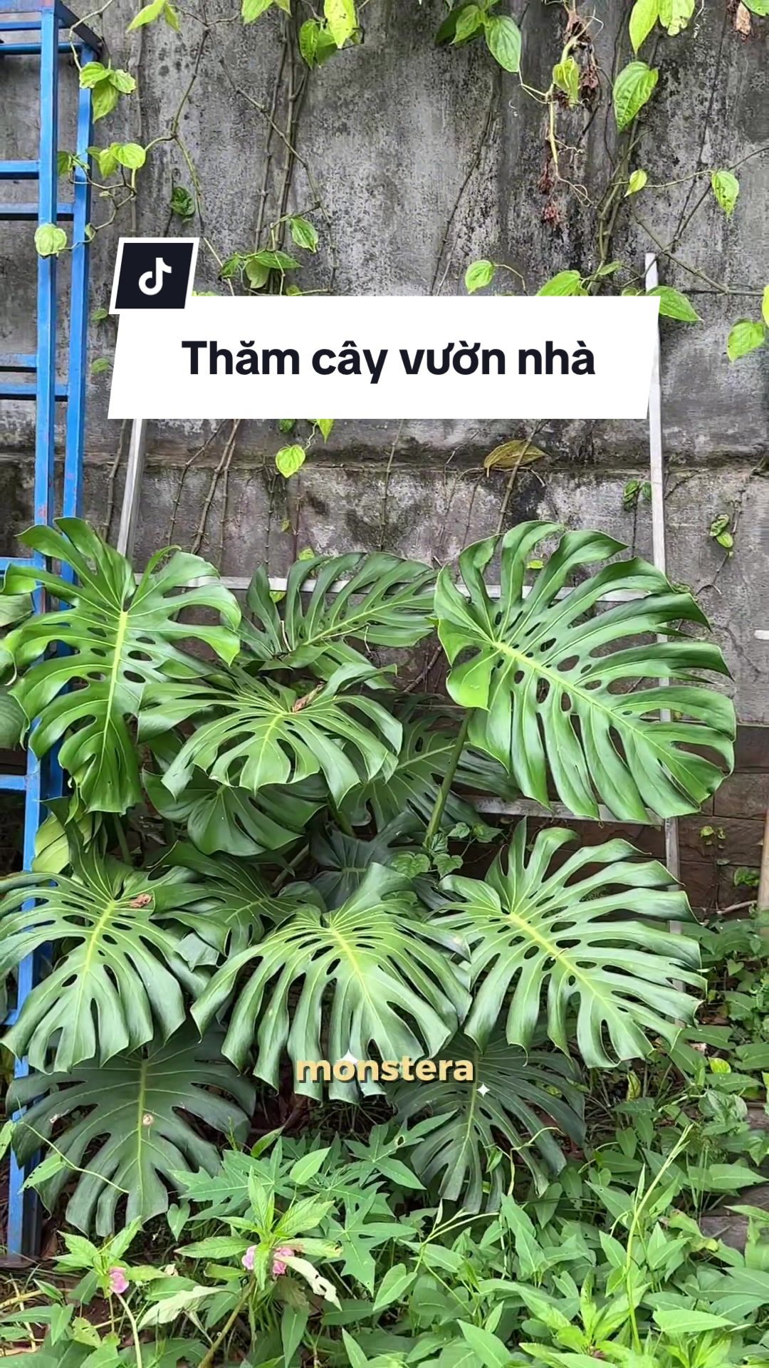 @Vuoncuakien