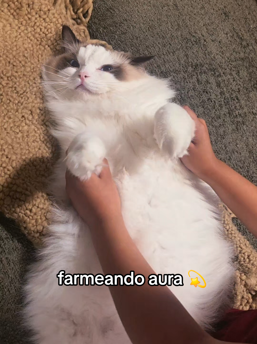 @somos Sidharta y el Papi