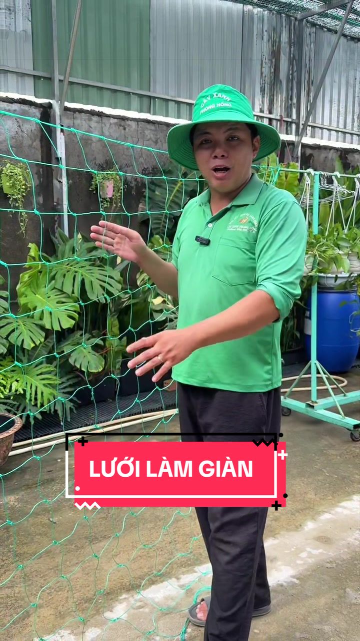 @C&acirc;y Xanh Phong Hồng