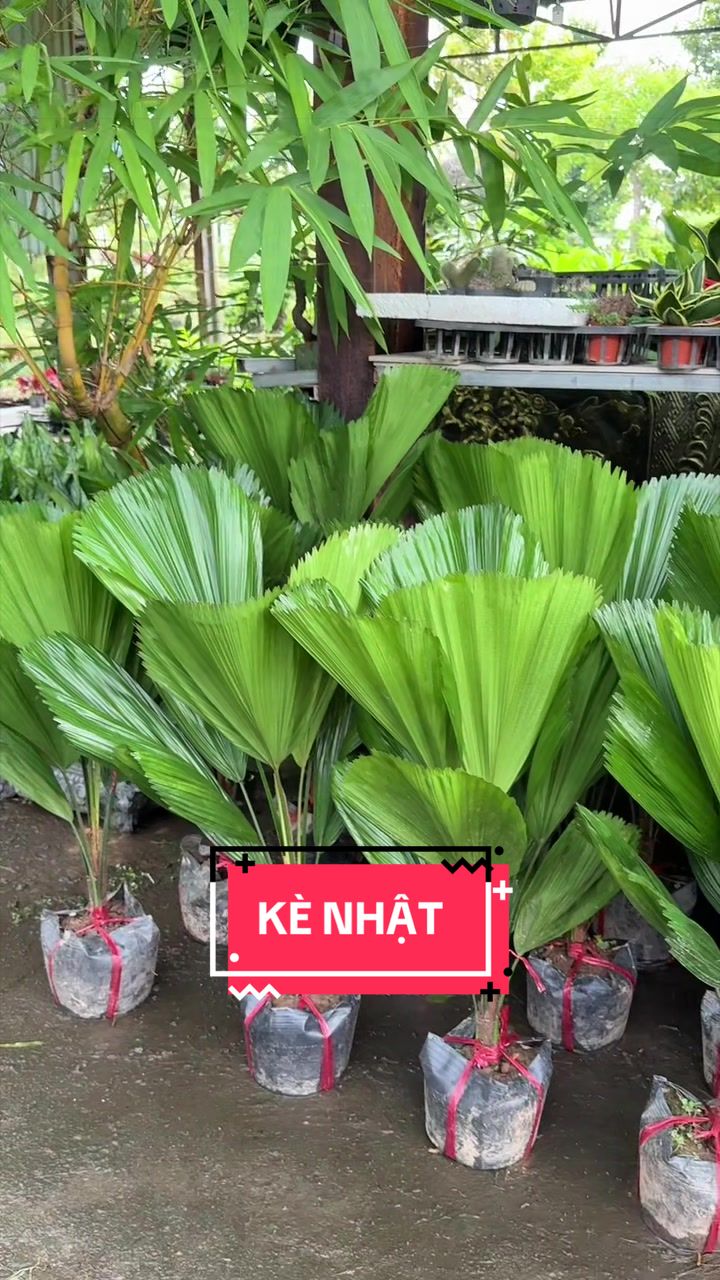 @Cây Xanh Phong Hồng
