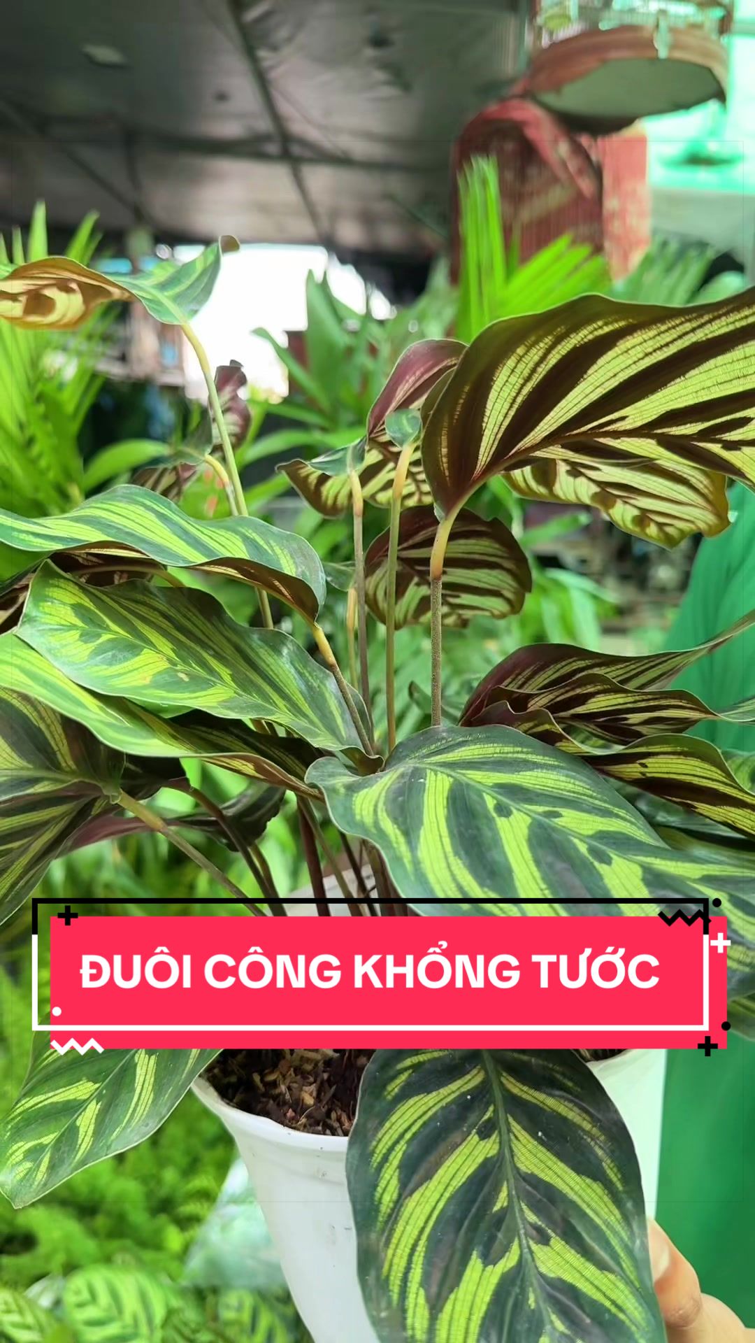 @C&acirc;y Xanh Phong Hồng