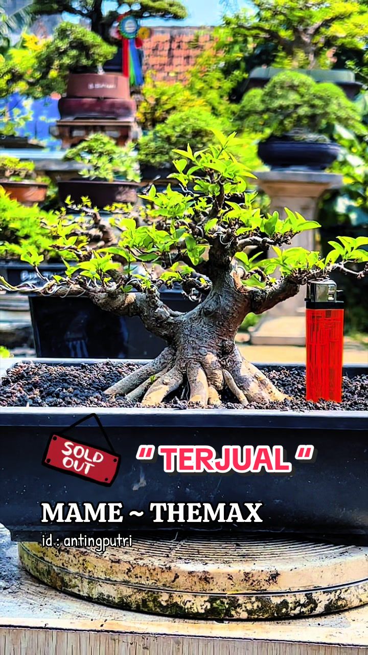 @warbonsai_purwodadi