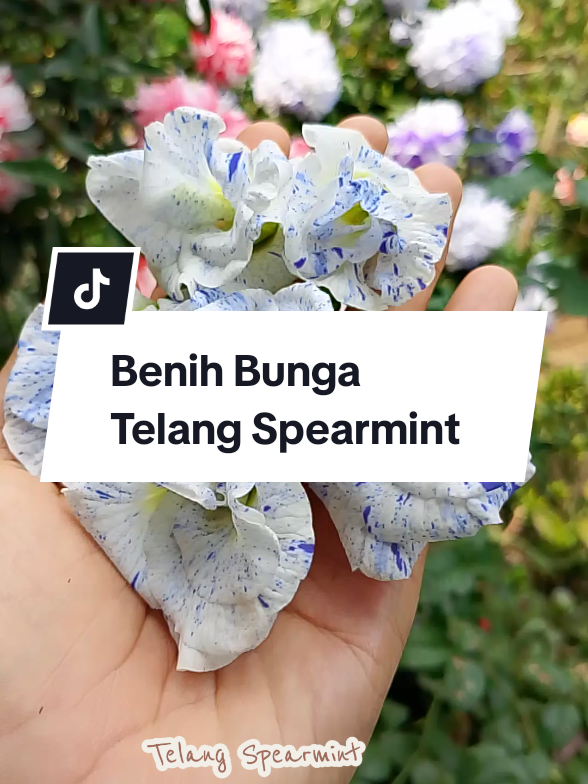 @Husna Florist