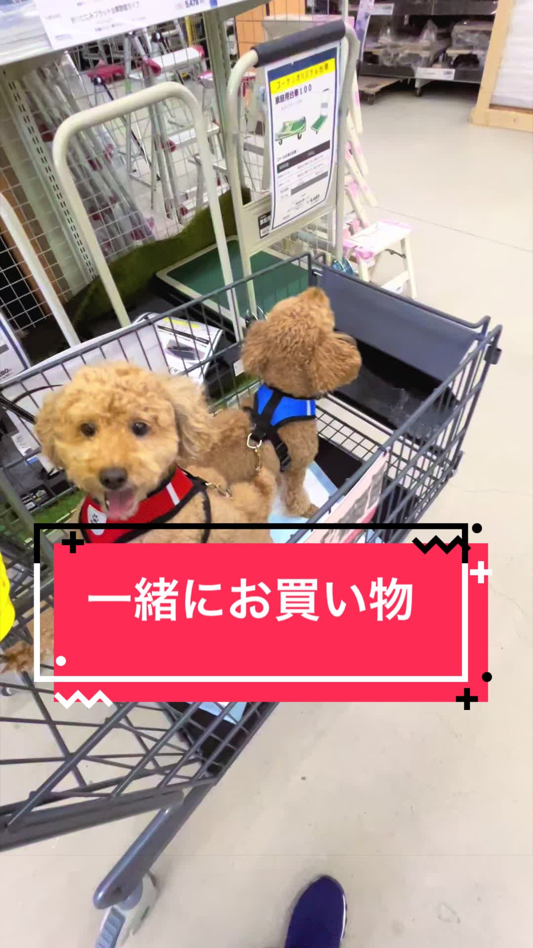 @カンキツ