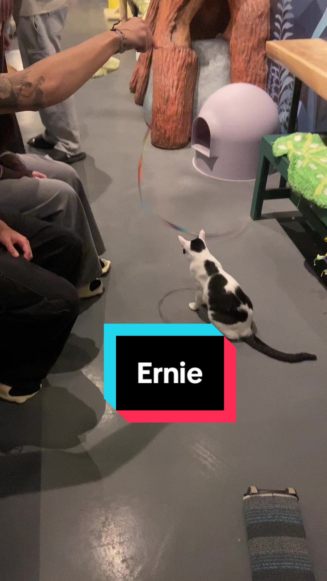 @Catoro Cat Cafe