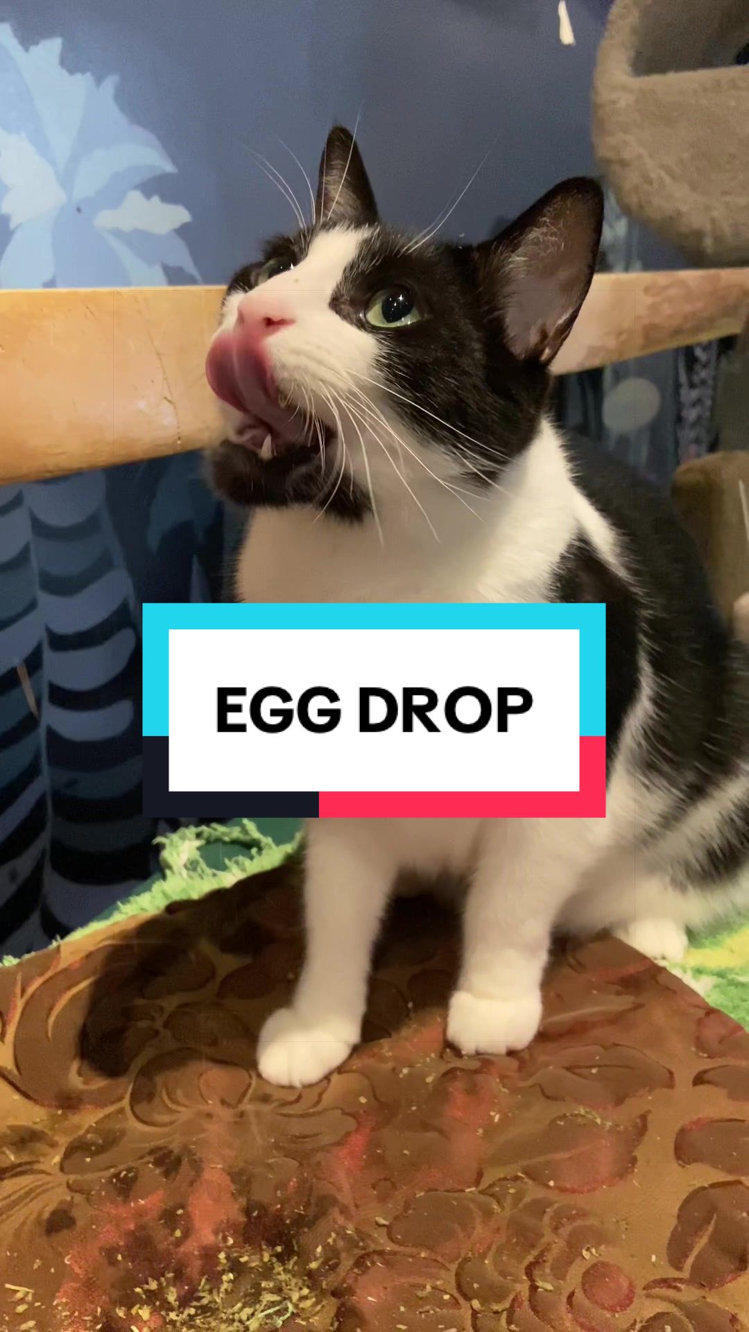 @Catoro Cat Cafe