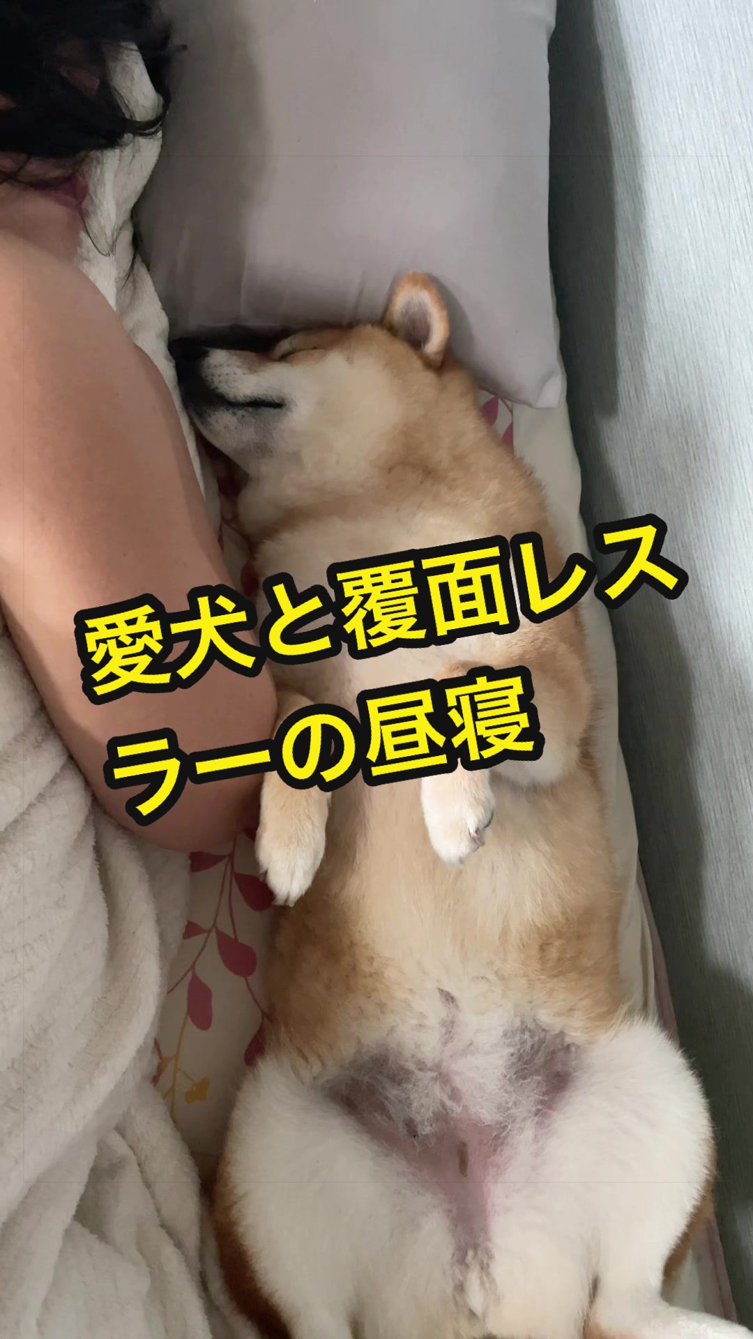 @特に柴犬が好きな人