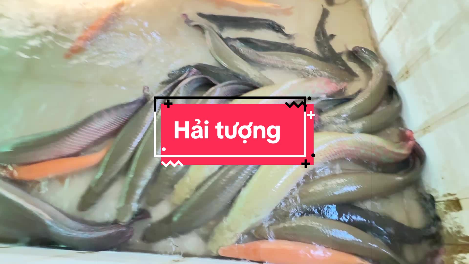 @Ph&aacute;t Đạt B&aacute;n C&aacute; 😎🐠🦈