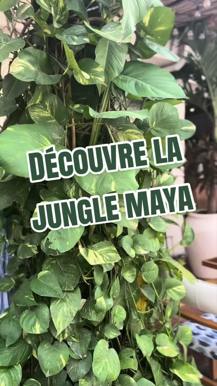 @xamanexperience