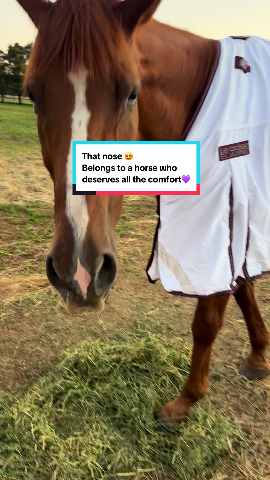 @Leader Equine