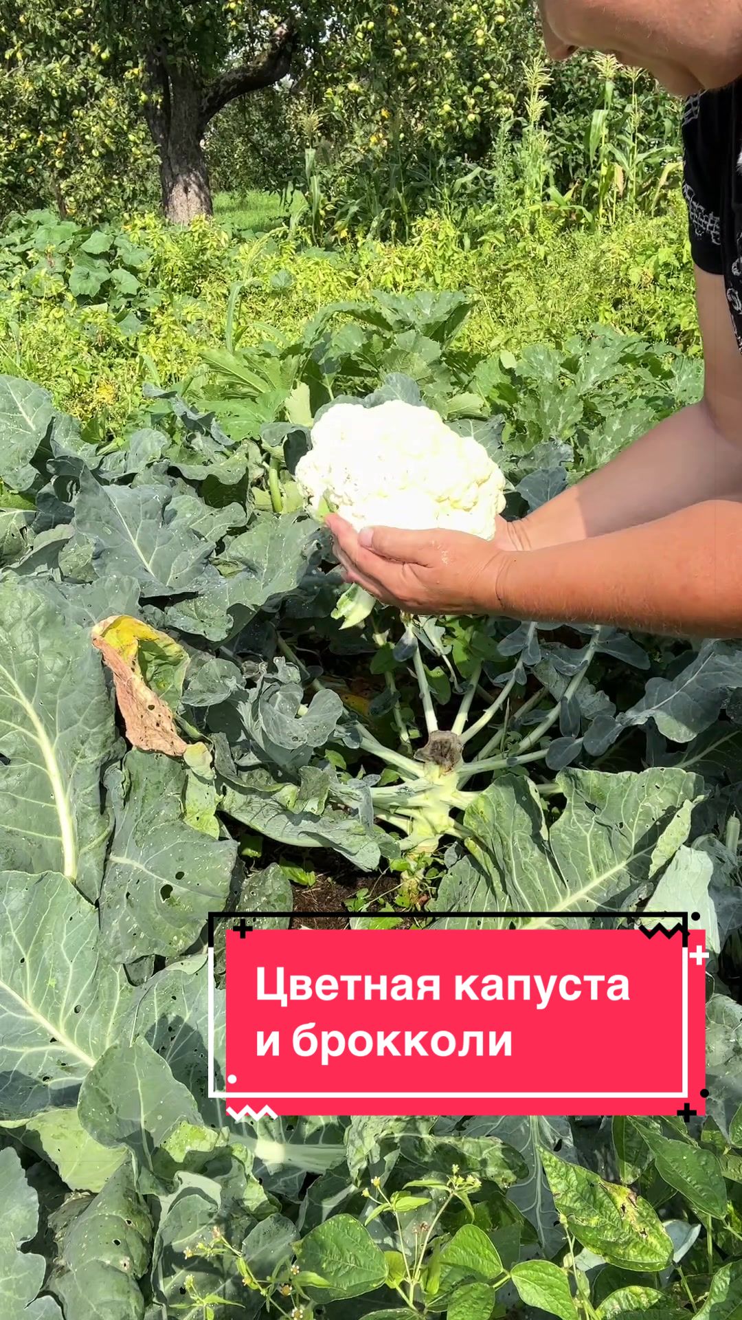 @🌿𝓐𝓷𝓲𝓷𝓪 𝓭𝓪𝓬𝓱𝓪🌿