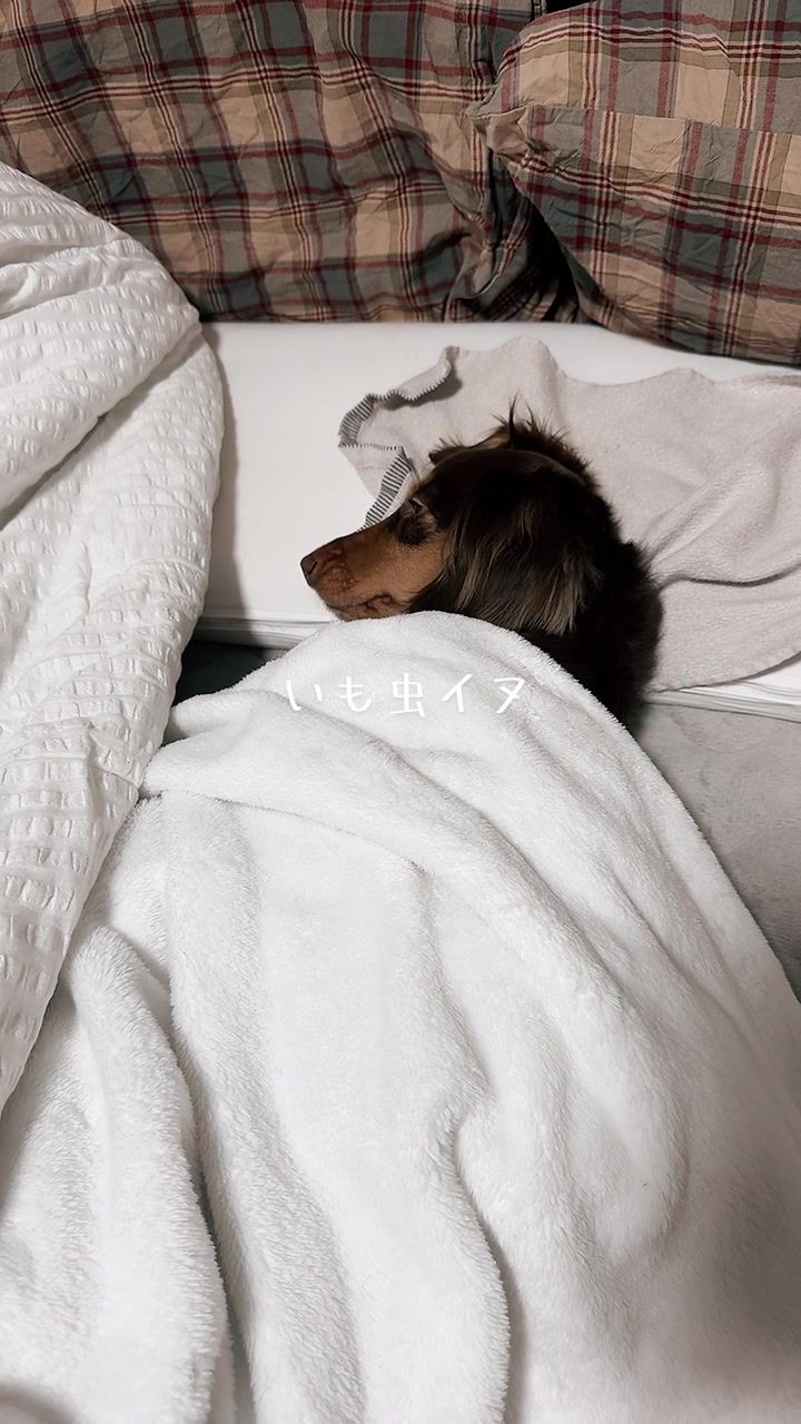 @ミニチュアダックスフンド_まろん