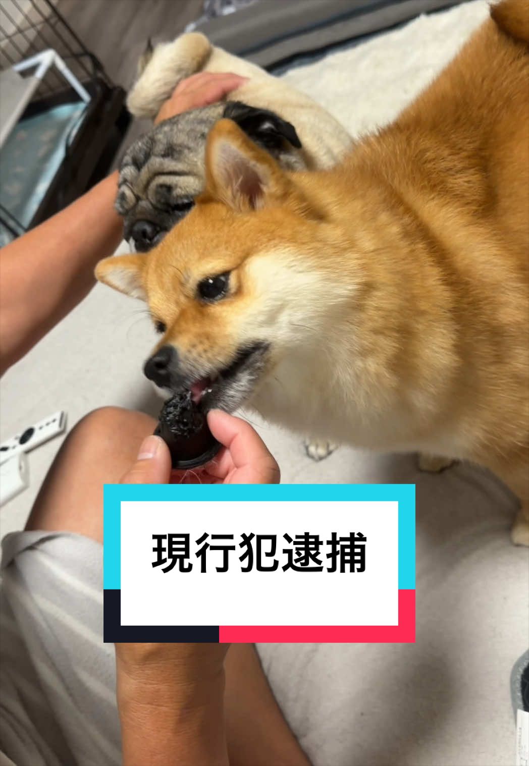 @🐶とん&ぺっぺこぺー🦊