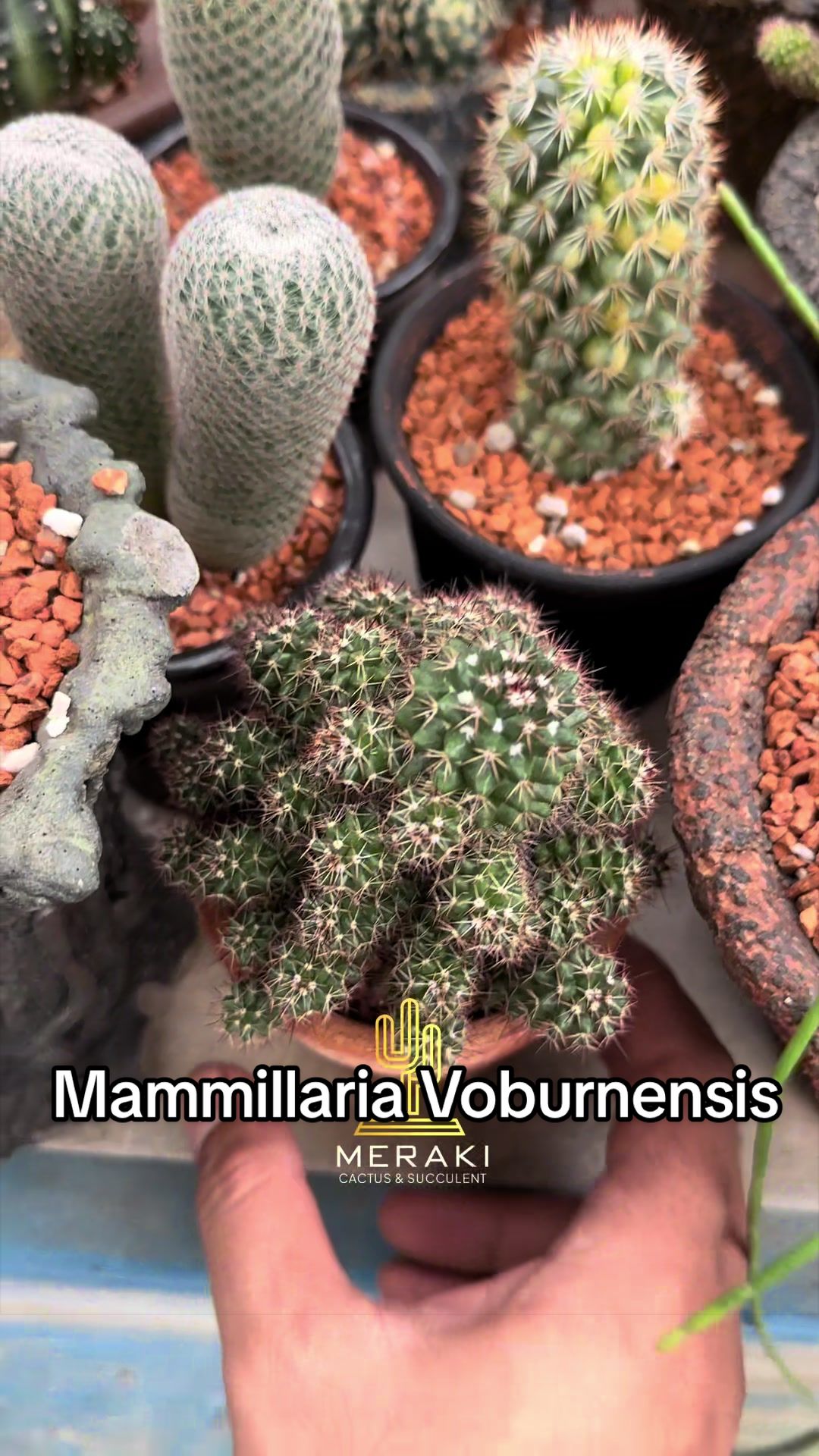 @Meraki Cactus