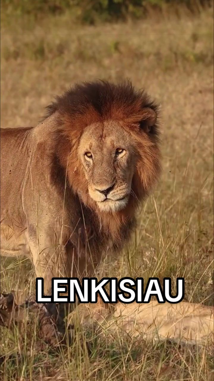@𝓝 𝓪 𝓲 【Lion Expert】