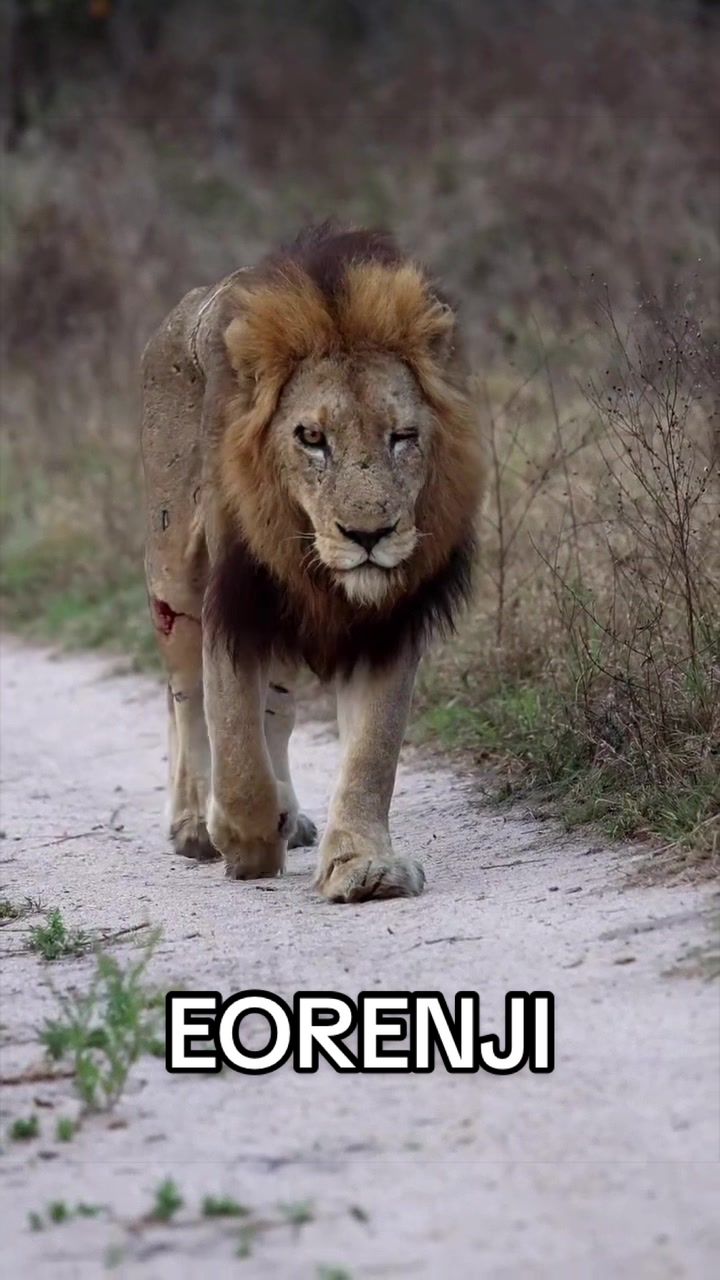 @Nai (aka Lion Expert)