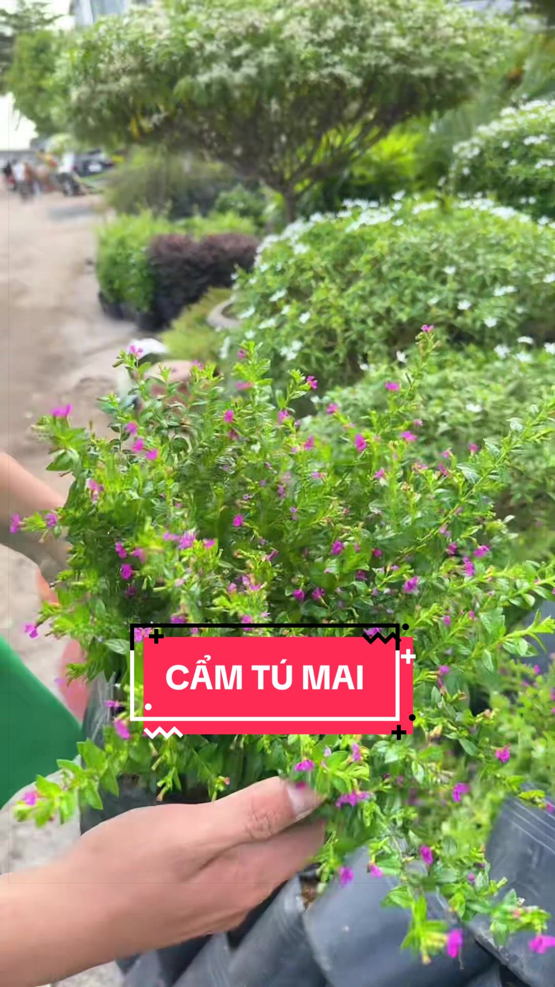 @Cây Xanh Phong Hồng