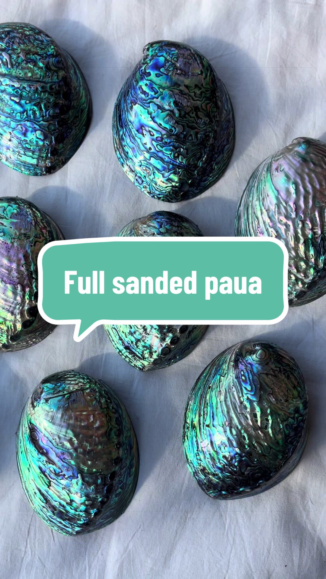 @Dusty J Designs | Shells