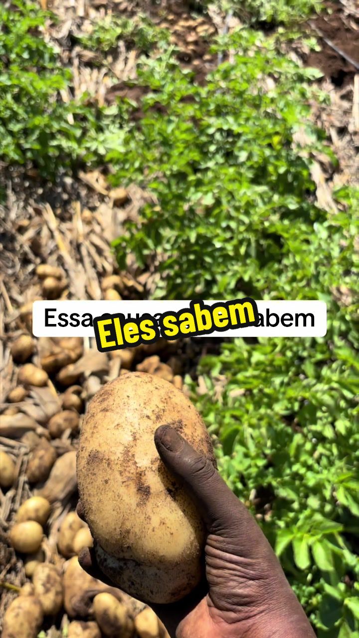 @Felicidade Gotine Firmino