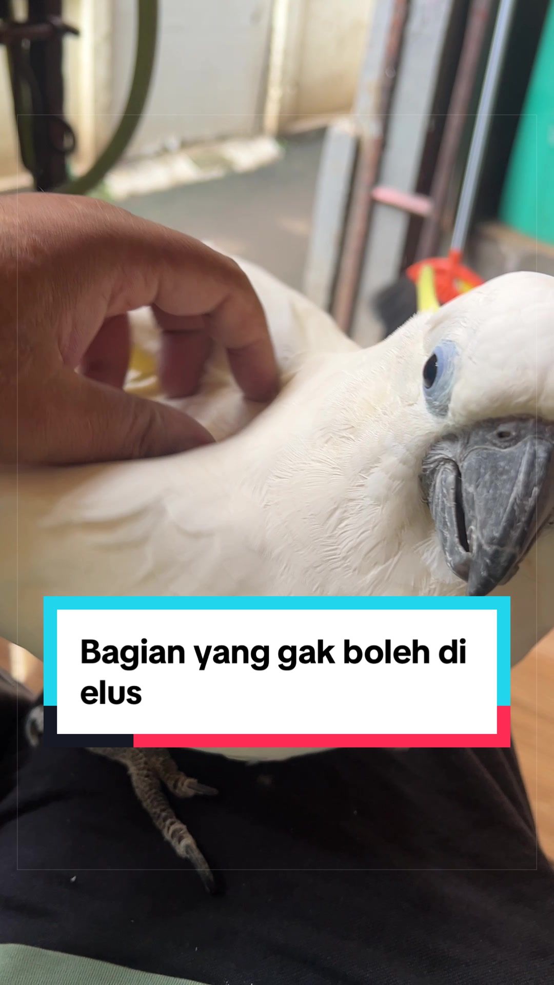 @bio_bege