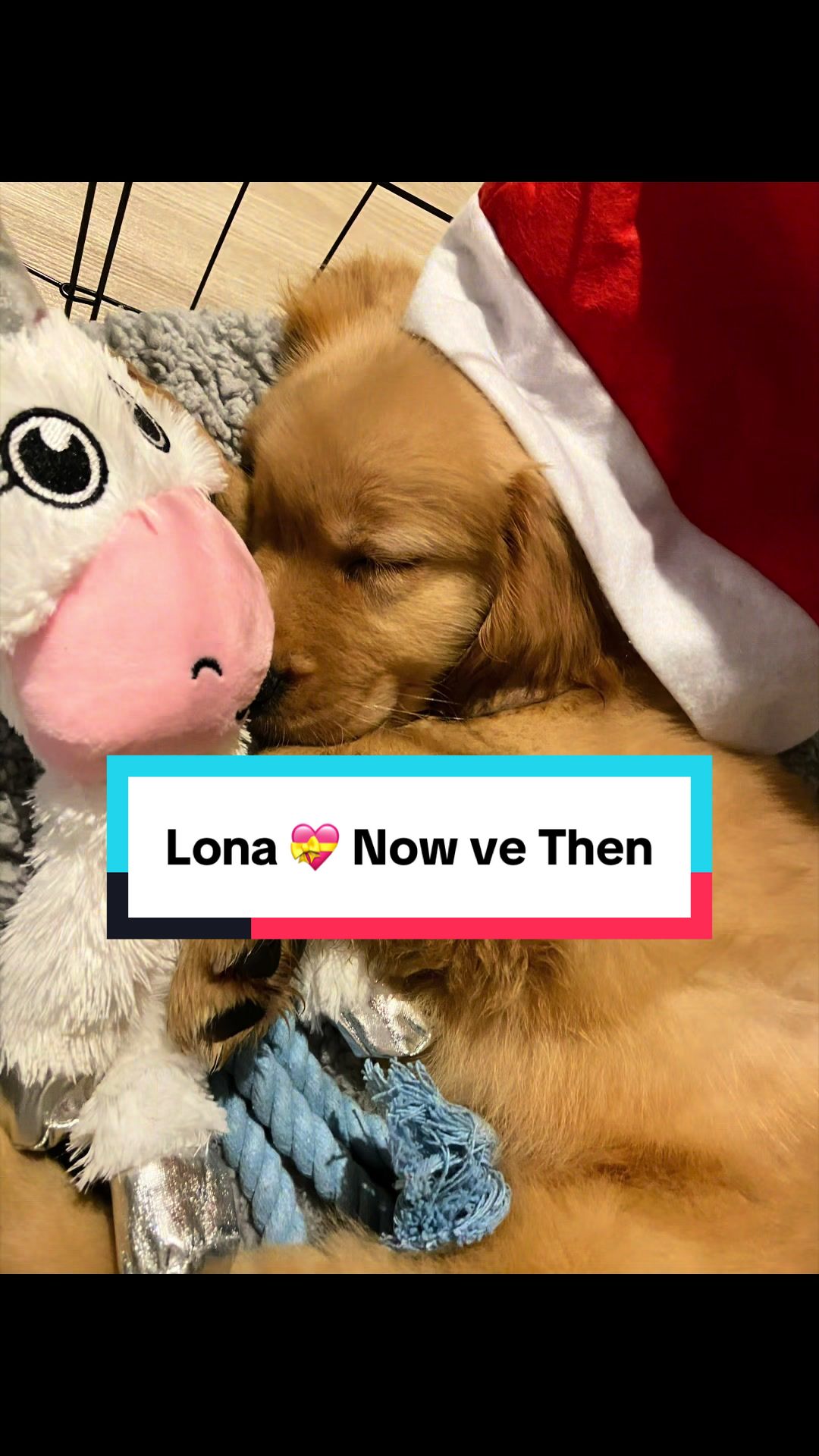 @3goldenretriever