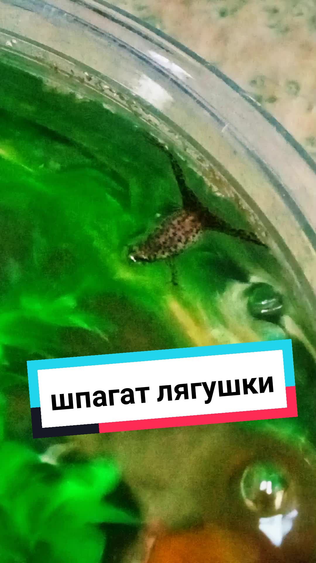 @Мои звери