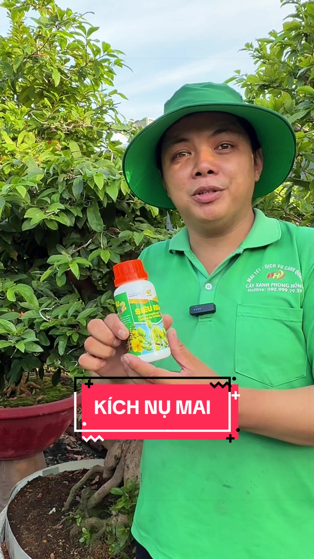 @Cây Xanh Phong Hồng