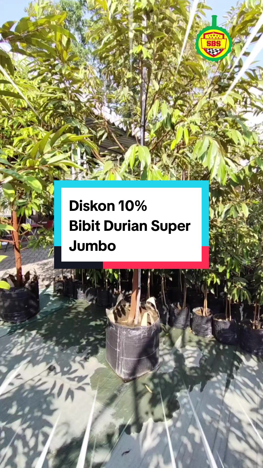 @Produksi Buah_SBS