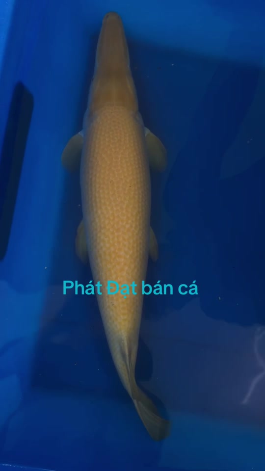 @Phát Đạt Bán Cá 😎🐠🦈