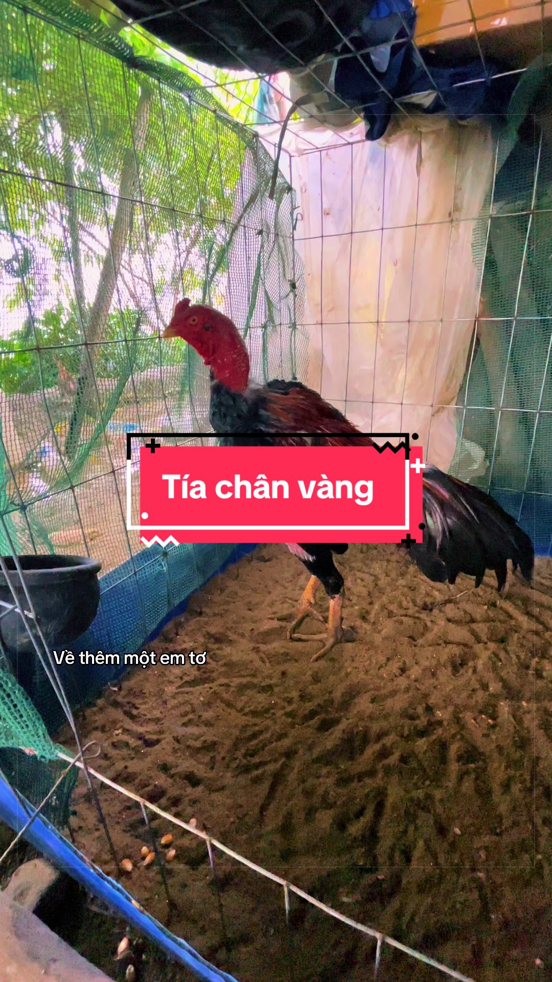 @Sinh gà Cỏ