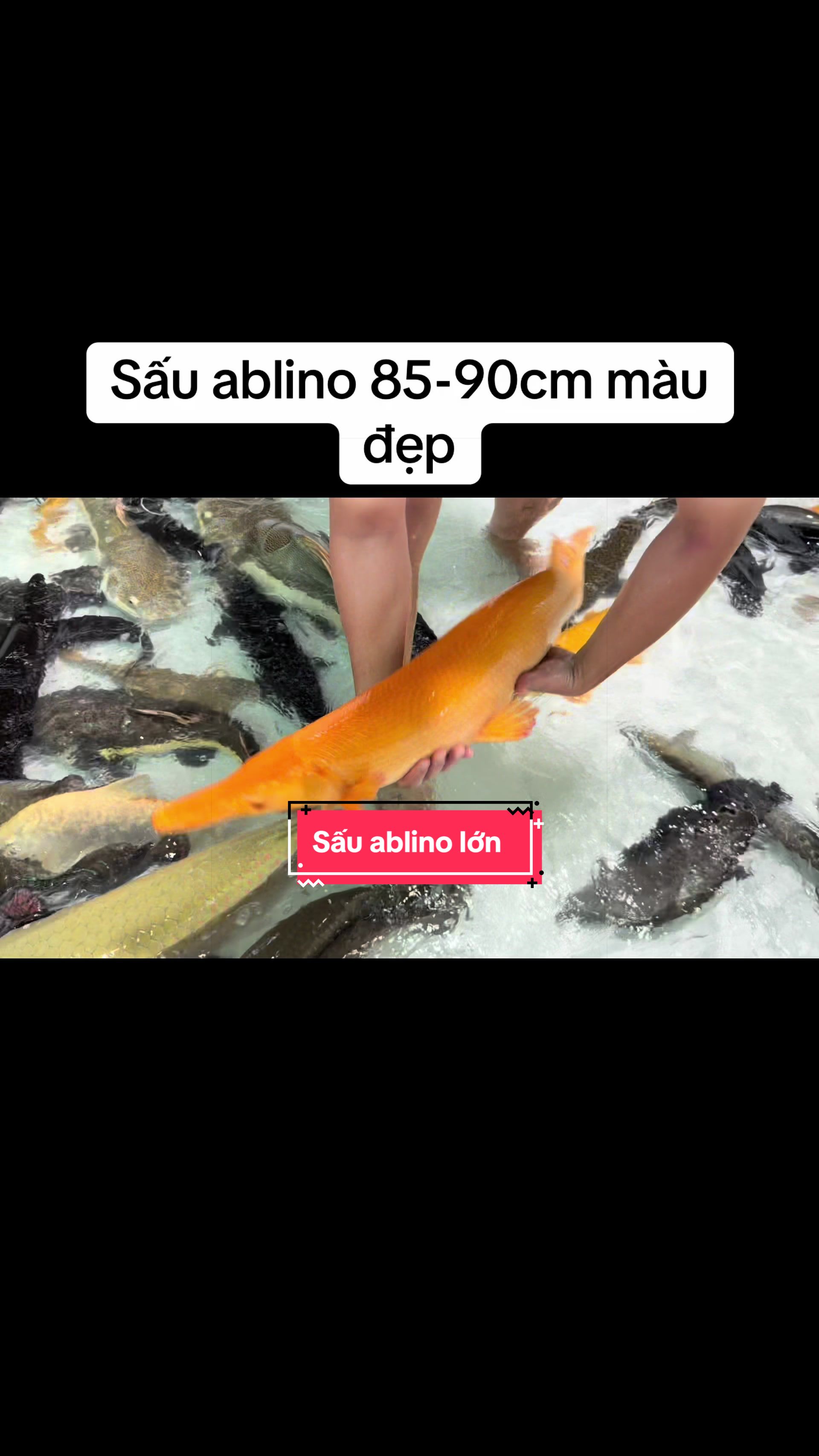 @Ph&aacute;t Đạt B&aacute;n C&aacute; 😎🐠🦈
