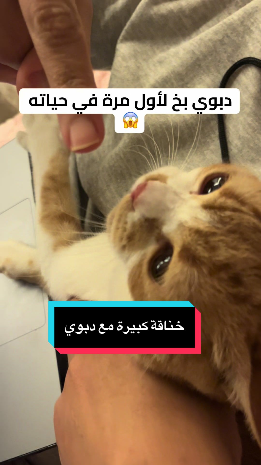 @Ahmed Mamdouh