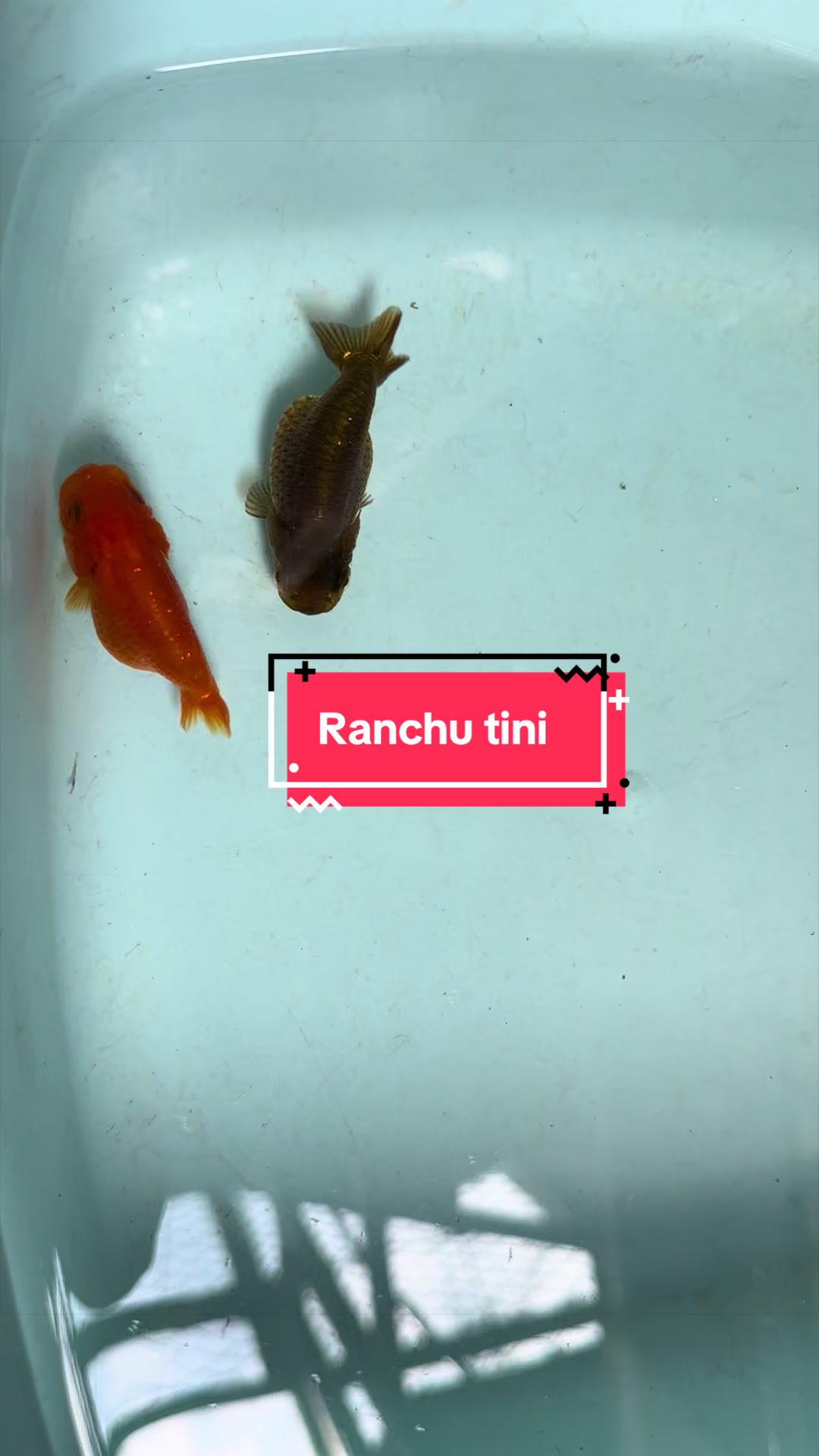 @Ranchu Sakana House 🐠