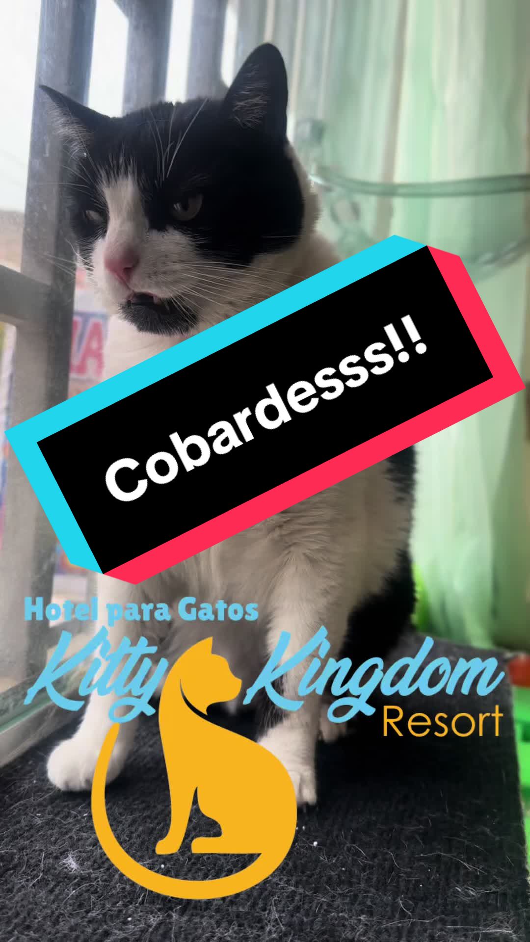 @Hotel Kitty kingdom Resort