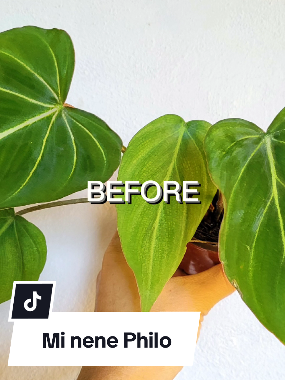 @Plantología🌿