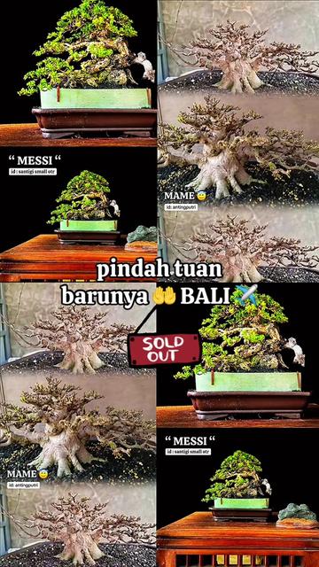 @warbonsai_purwodadi
