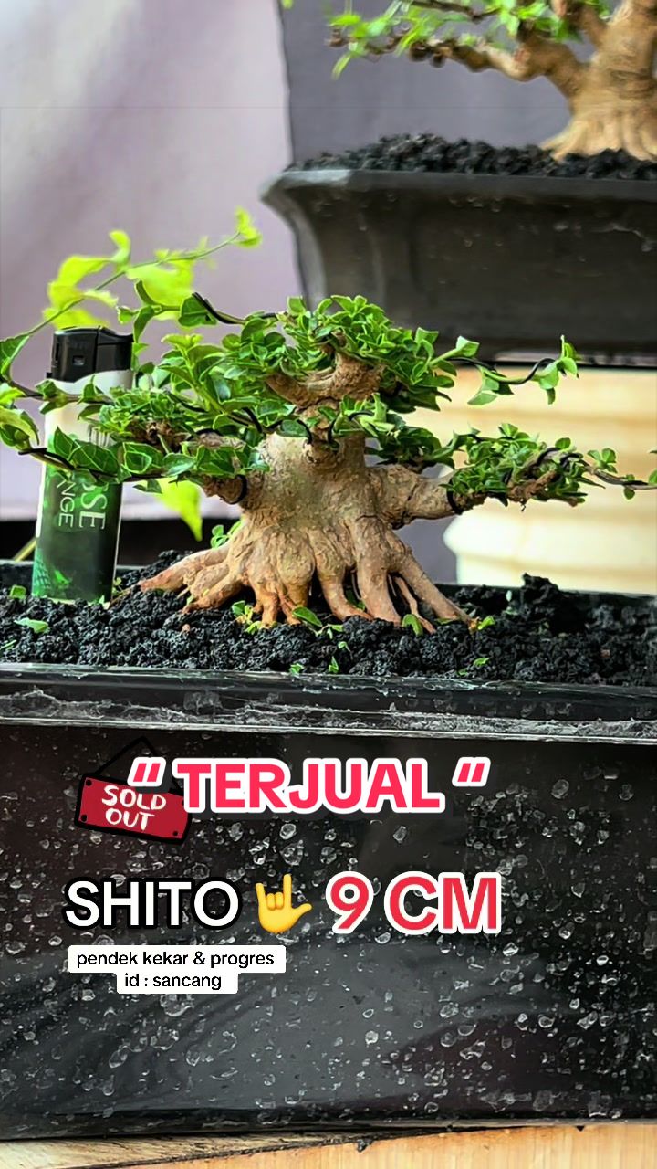 @warbonsai_purwodadi