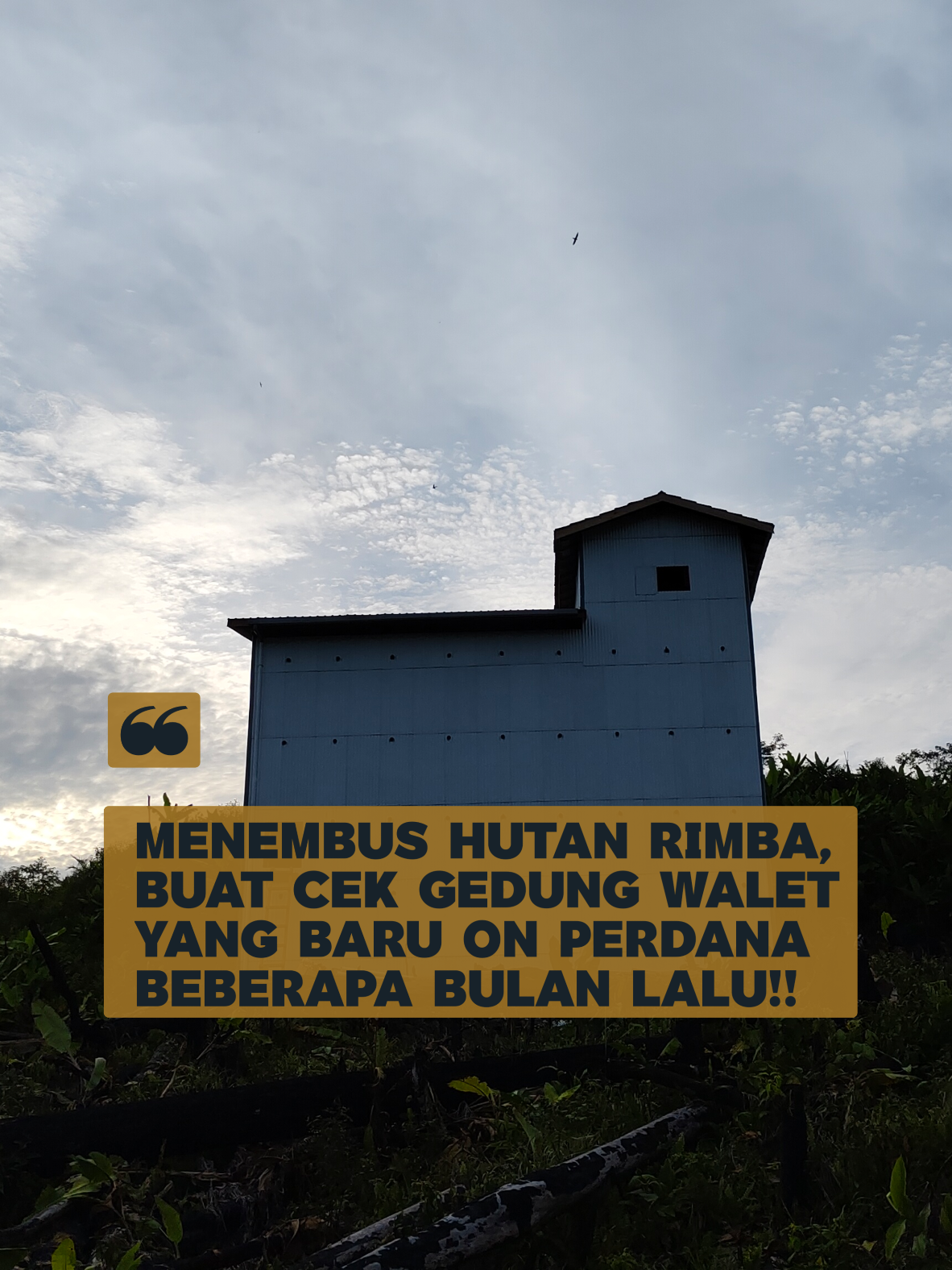 @Walet Rimba Kalimantan
