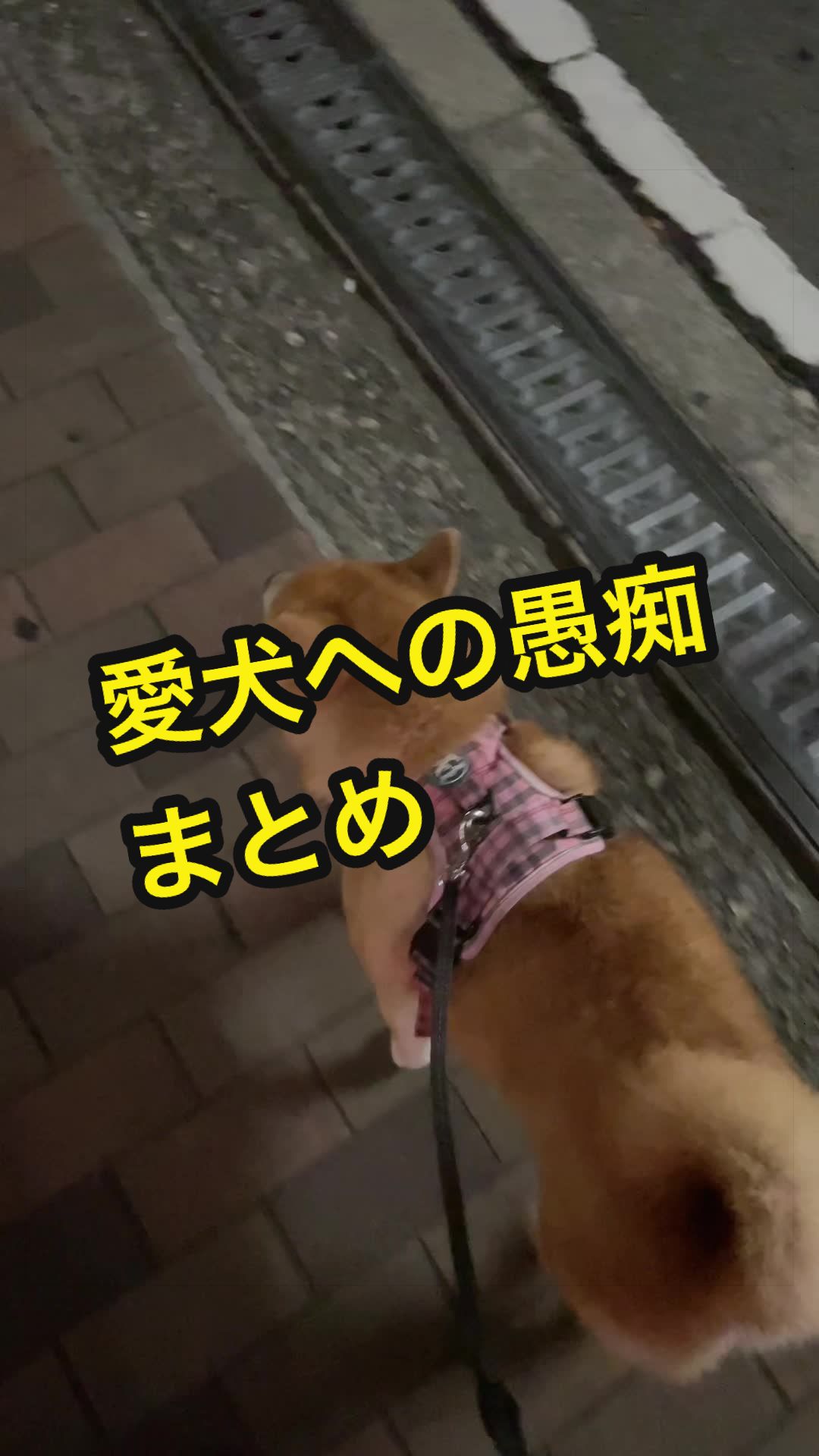 @特に柴犬が好きな人