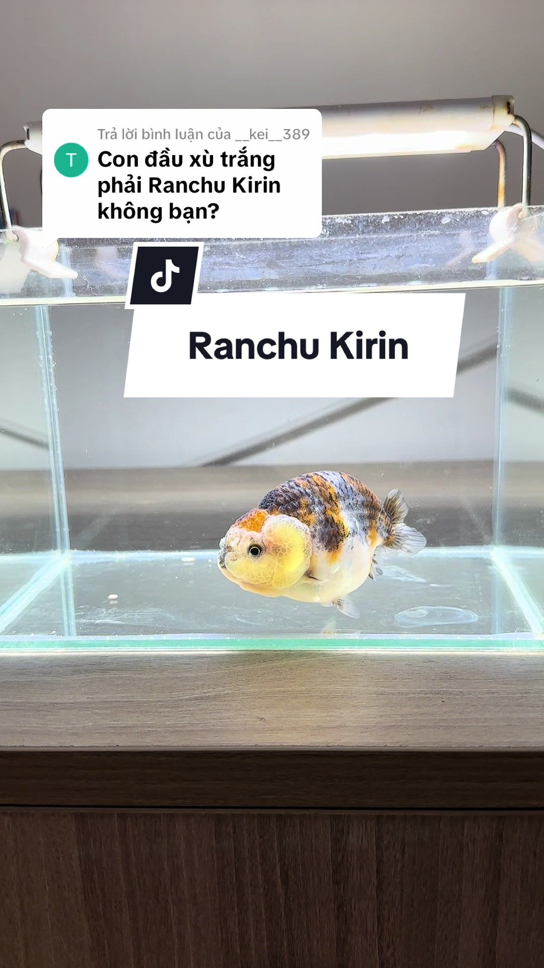 @Ranchu Sakana House 🐠