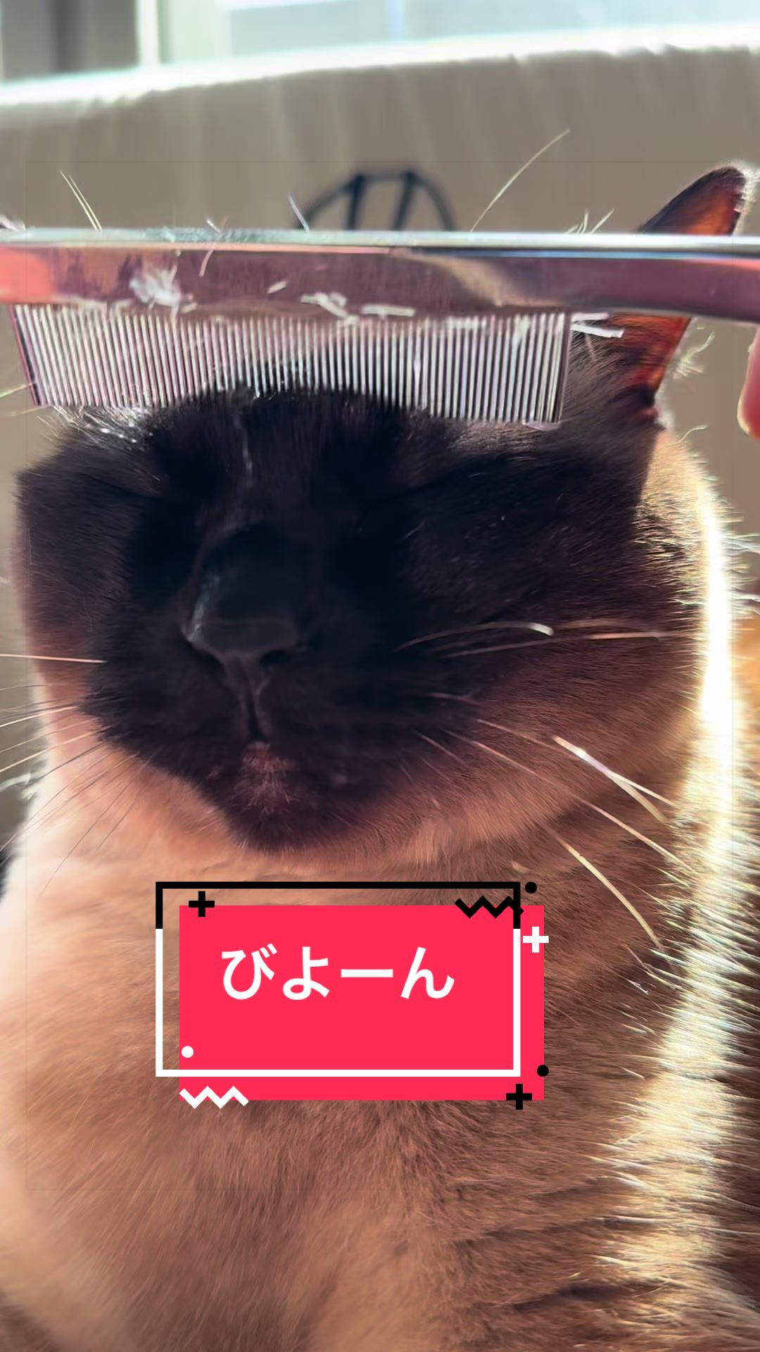 @うちのコレンジャー
