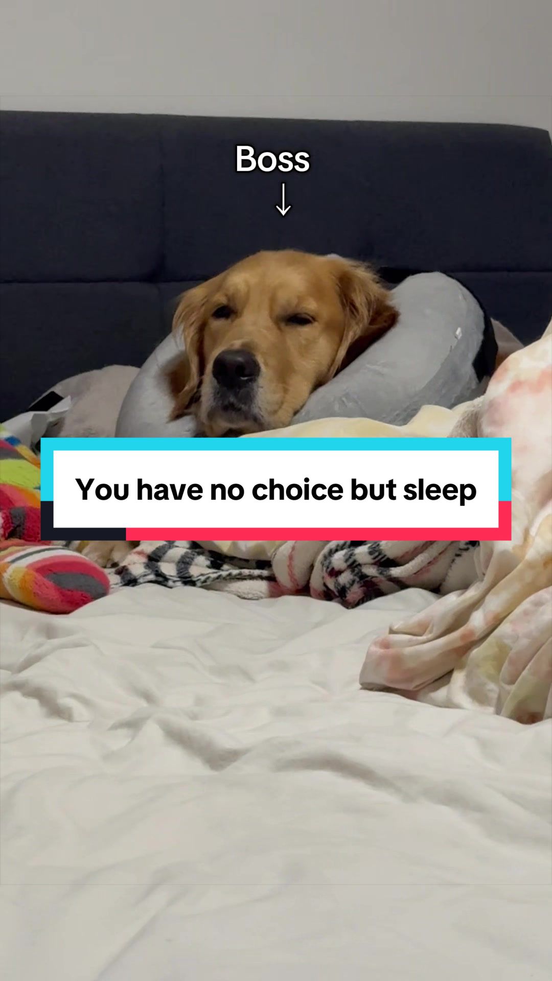 @3goldenretriever