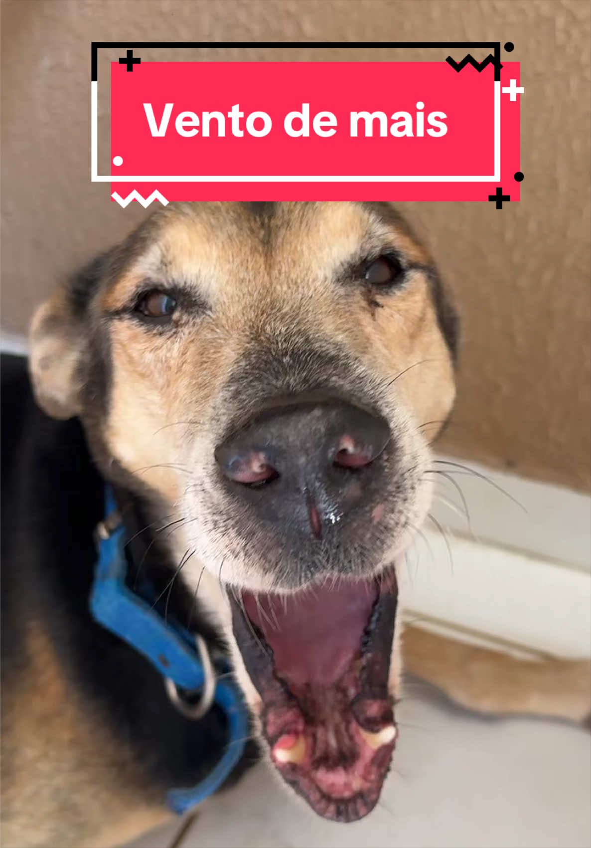 @Raylan som