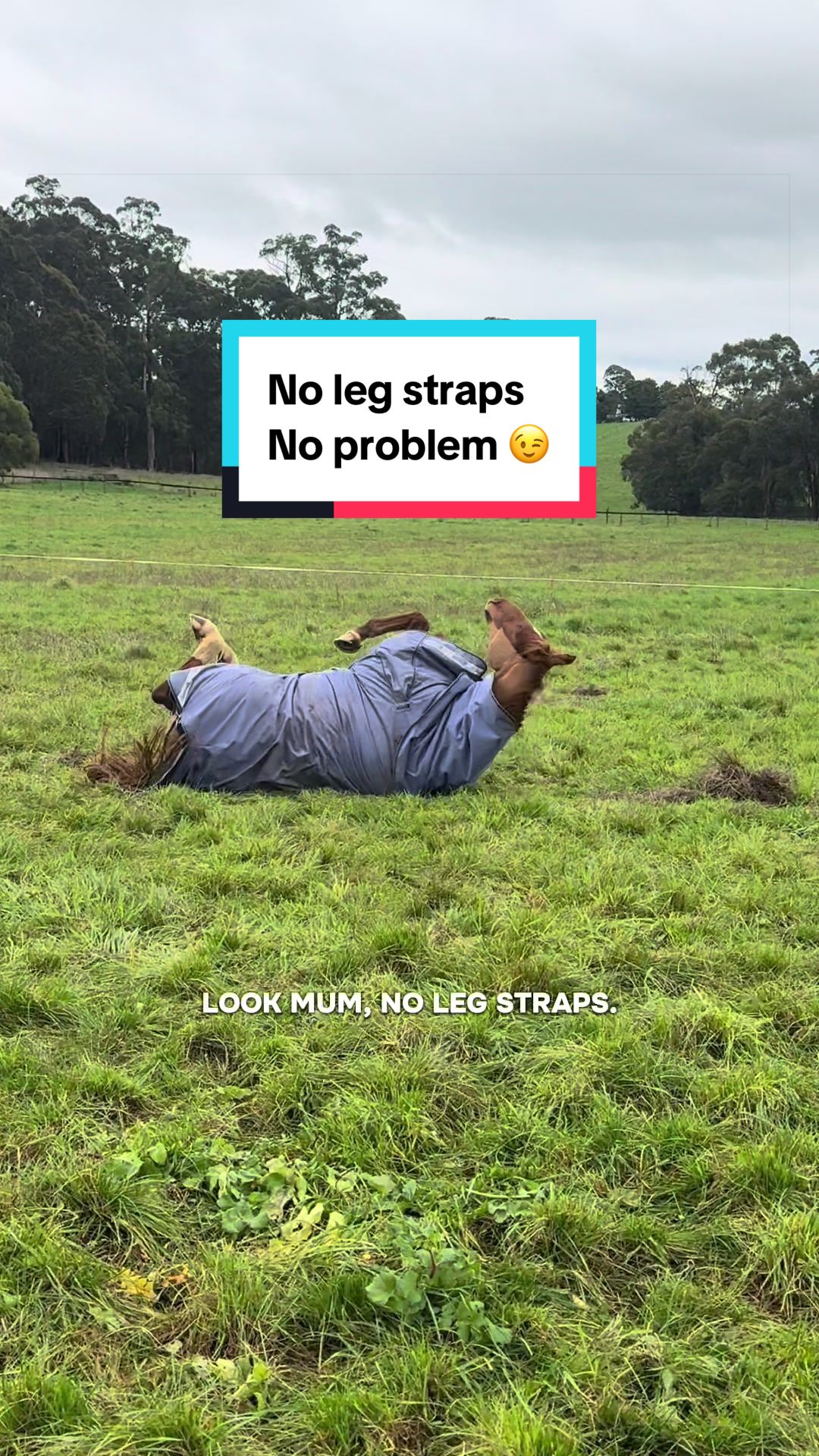 @Leader Equine