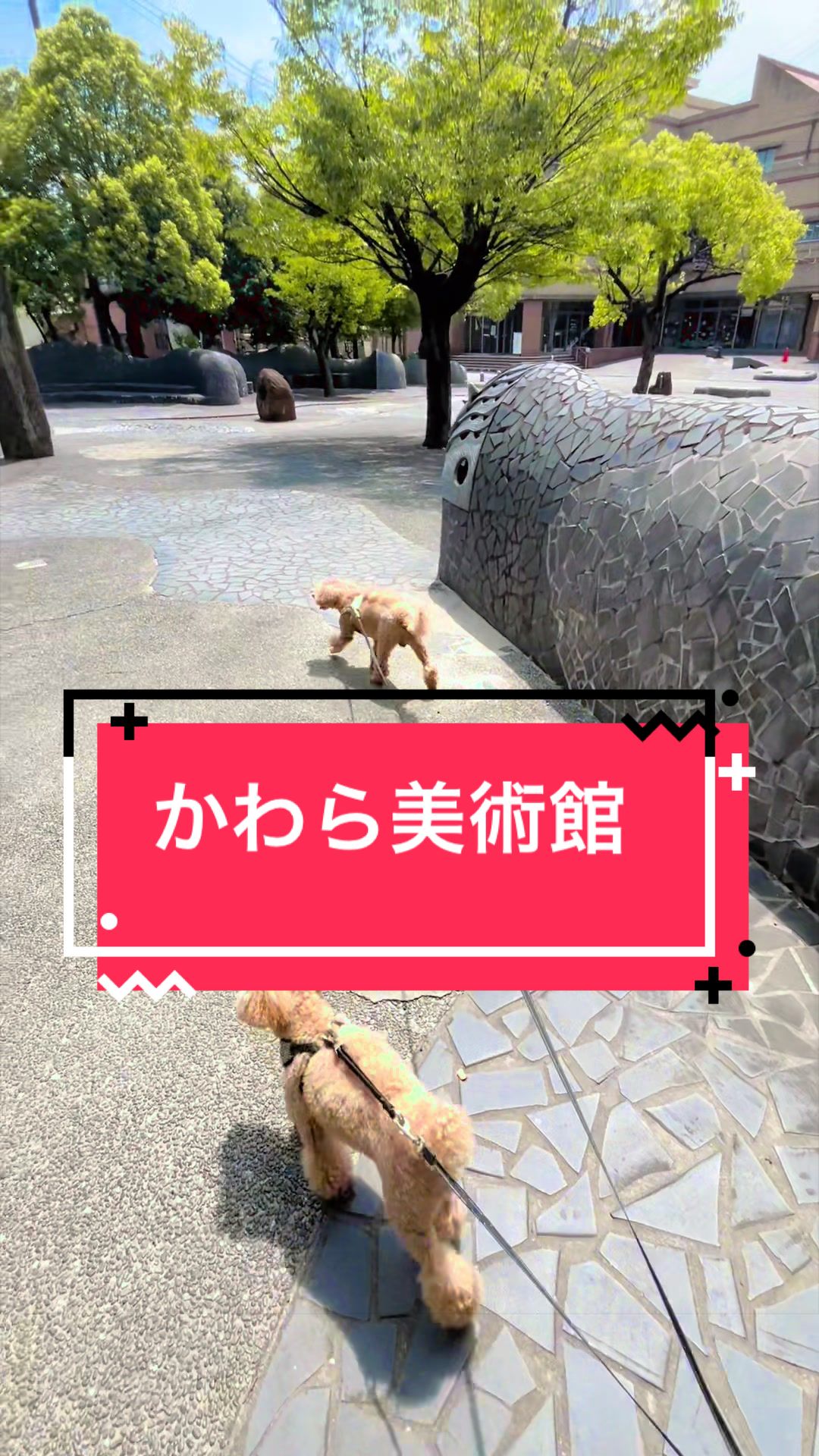 @カンキツ
